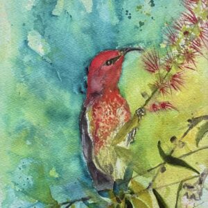 "SCARLET HONEYEATER" ~ Original Watercolour Painting by Susan Wellingham
