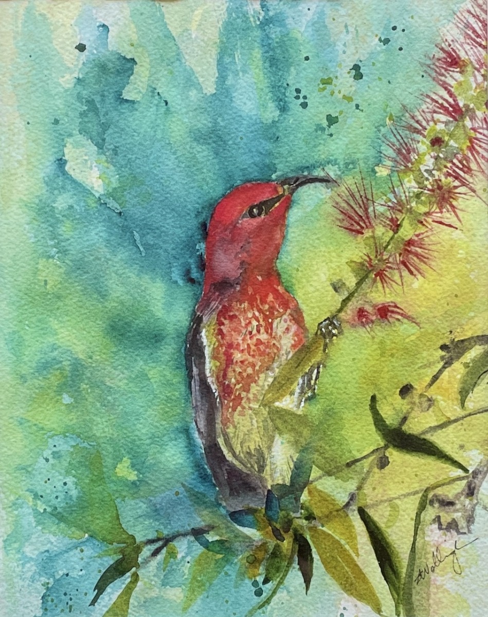 "SCARLET HONEYEATER" ~ Original Watercolour Painting by Susan Wellingham