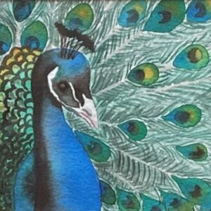 "PEACOCK PRIDE" ~ Original Watercolour Painting by Julie Burton-Jones