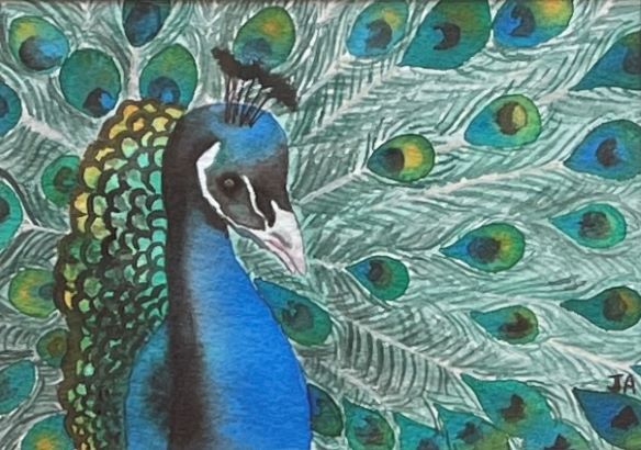 "PEACOCK PRIDE" ~ Original Watercolour Painting by Julie Burton-Jones