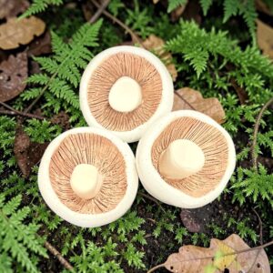 "THREE POTTERY MUSHROOMS" ~ Hand Built Pottery by Debbie Grant